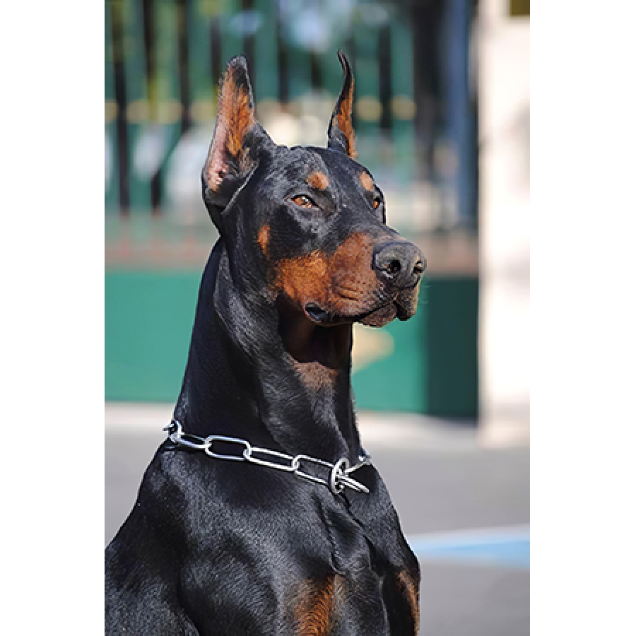 Kanvas Doberman Sayılarla Boyama Seti Rulo