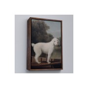 Çerçeveli George Stubbs Beyaz Kaniş Tablo-8034