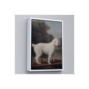 Çerçeveli George Stubbs Beyaz Kaniş Tablo-8034