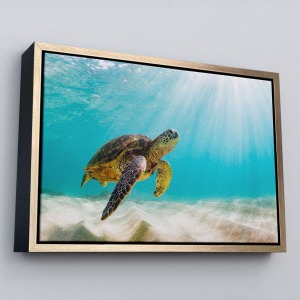 Çerçeveli Caretta Caretta Dekoratif Kanvas Tablo-1174