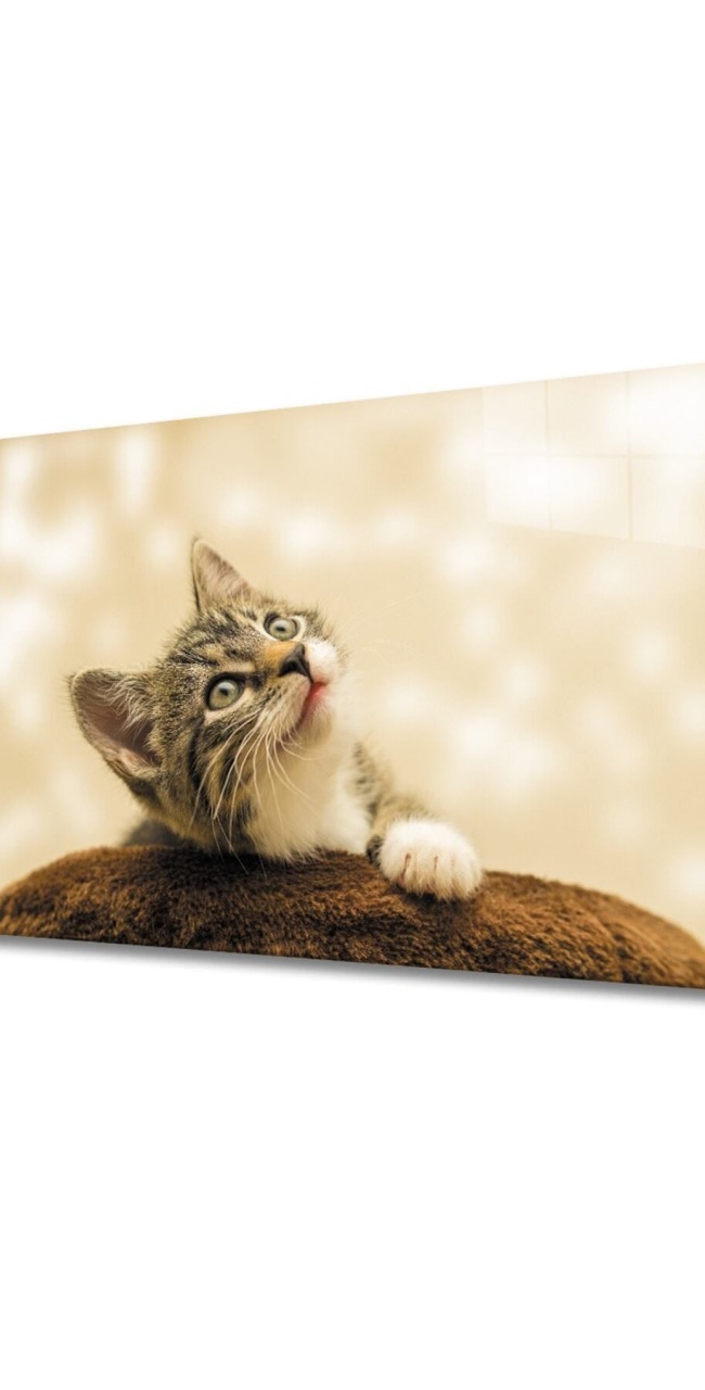 Kedi 3 Cam Tablo