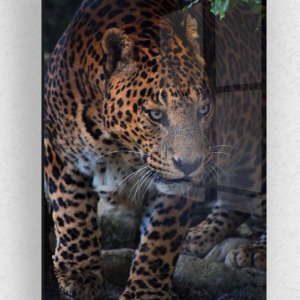 Leopar Cam Tablo, Leopar Tablo, Doğa Tabloları, Duvar Dekor, Büyük Tablo, Cam Duvar Tablo