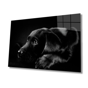 Köpek Cam Tablo