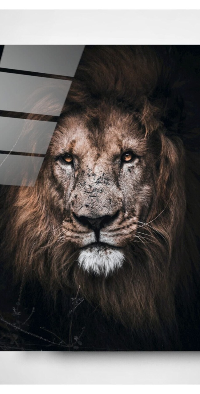 Aslan 2 Cam Tablo
