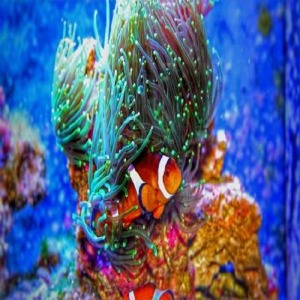  Kayıp Balık Nemo Sayılarla Boyama Seti  Kasnaklı  40 x 50