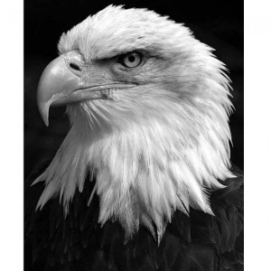  Kartal Sayılarla Boyama Seti Kasnaklı  40 x 50
