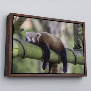 Çerçeveli Kırmızı Panda Dekoratif Kanvas Tablo-1140