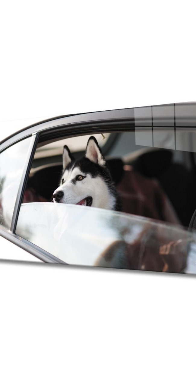 Köpek 4 Cam Tablo