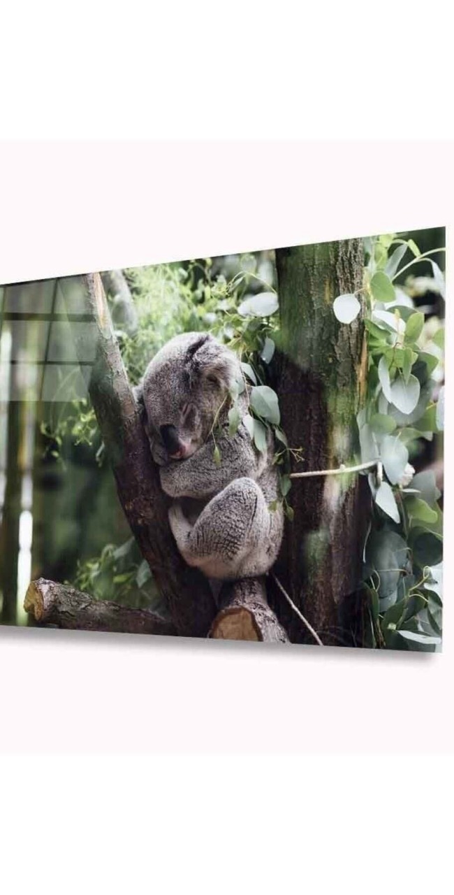 Koala Cam Tablo 4mm Dayanıklı Temperli Cam