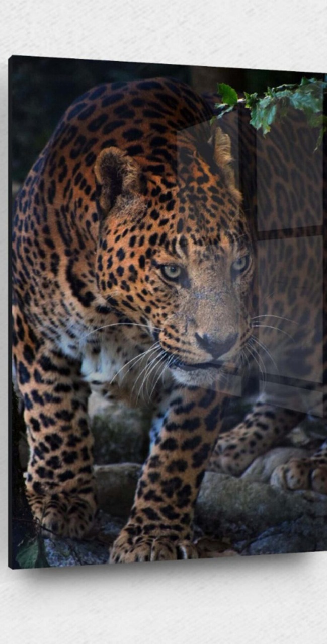 Leopar Cam Tablo, Leopar Tablo, Doğa Tabloları, Duvar Dekor, Büyük Tablo, Cam Duvar Tablo