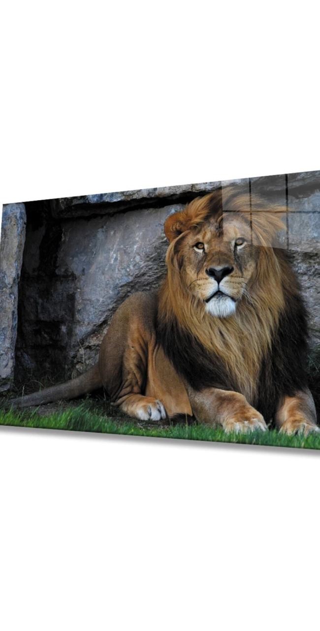Aslan Hayvan Cam Tablo 4mm Dayanıklı Temperli Cam