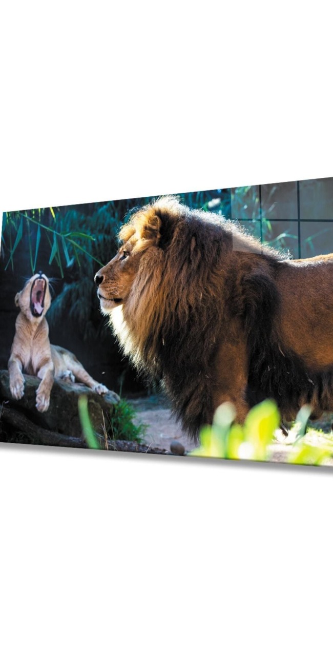 Aslan Hayvan Cam Tablo 4mm Dayanıklı Temperli Cam