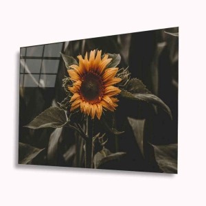 Ayiçeği Cam Tablo 4mm Dayanıklı Temperli Cam
