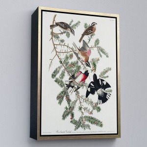 Çerçeveli John James Audubon - Gül Göğüslü Kocabaş Tablo - Rose-Breasted Grosbeak-8043
