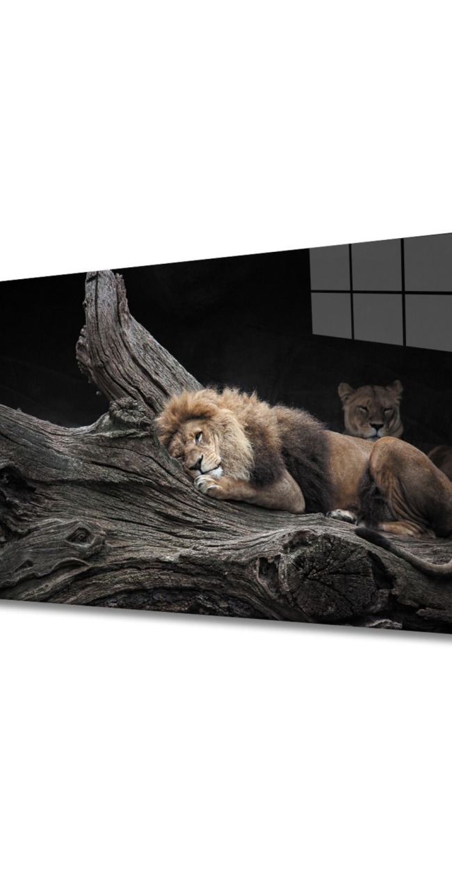 Aslan Cam Tablo