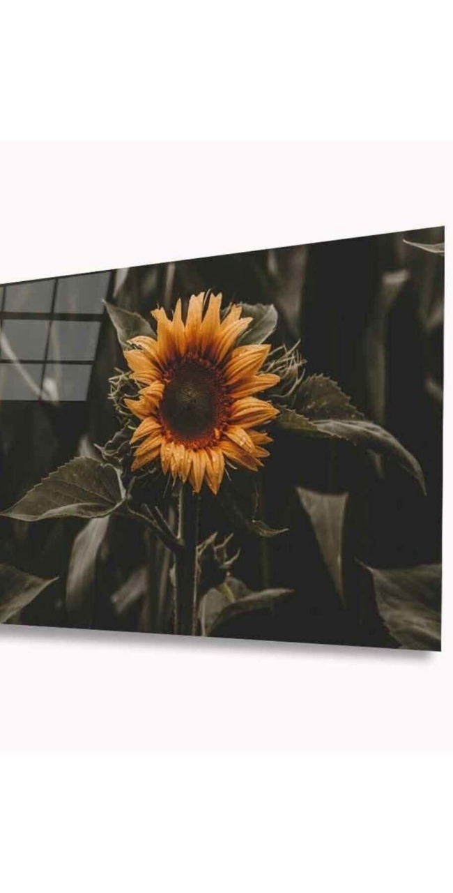Ayiçeği Cam Tablo 4mm Dayanıklı Temperli Cam