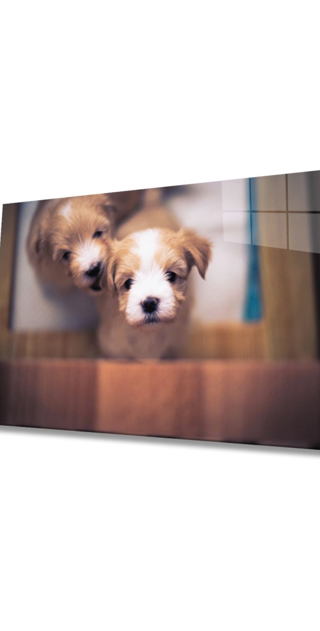 Köpekler Cam Tablo