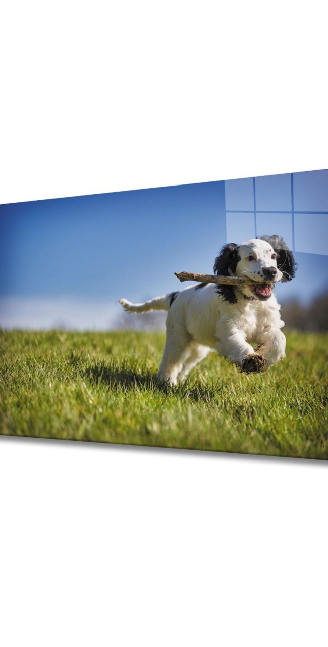 Köpek 3 Cam Tablo