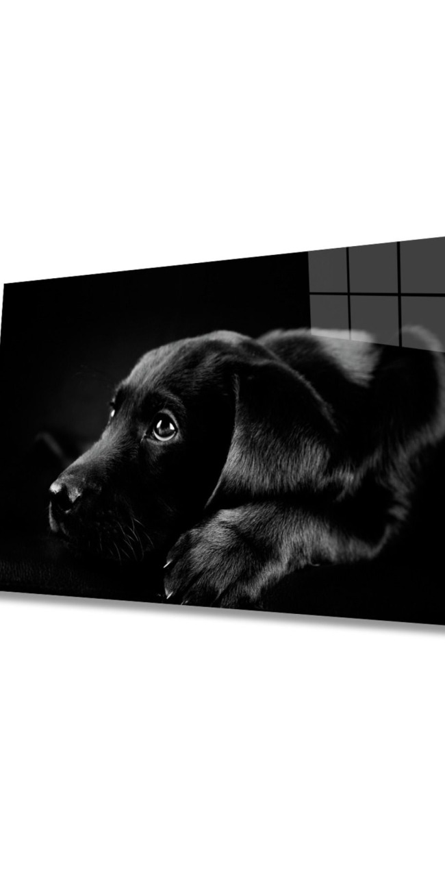 Köpek Cam Tablo