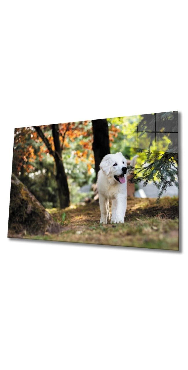 Köpek Cam Tablo
