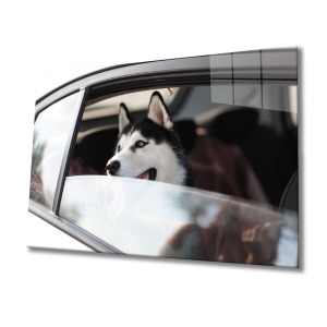 Köpek 4 Cam Tablo