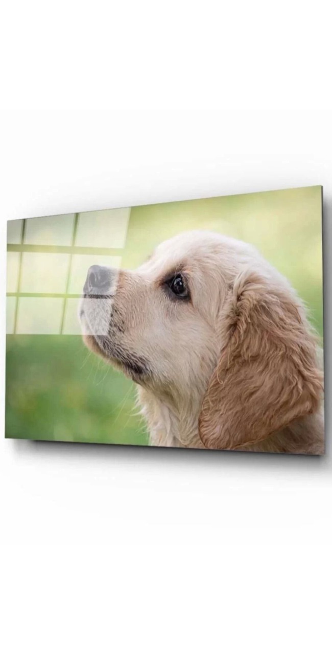 Köpek 1 Cam Tablo