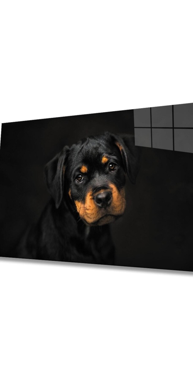 Köpek 6 Cam Tablo
