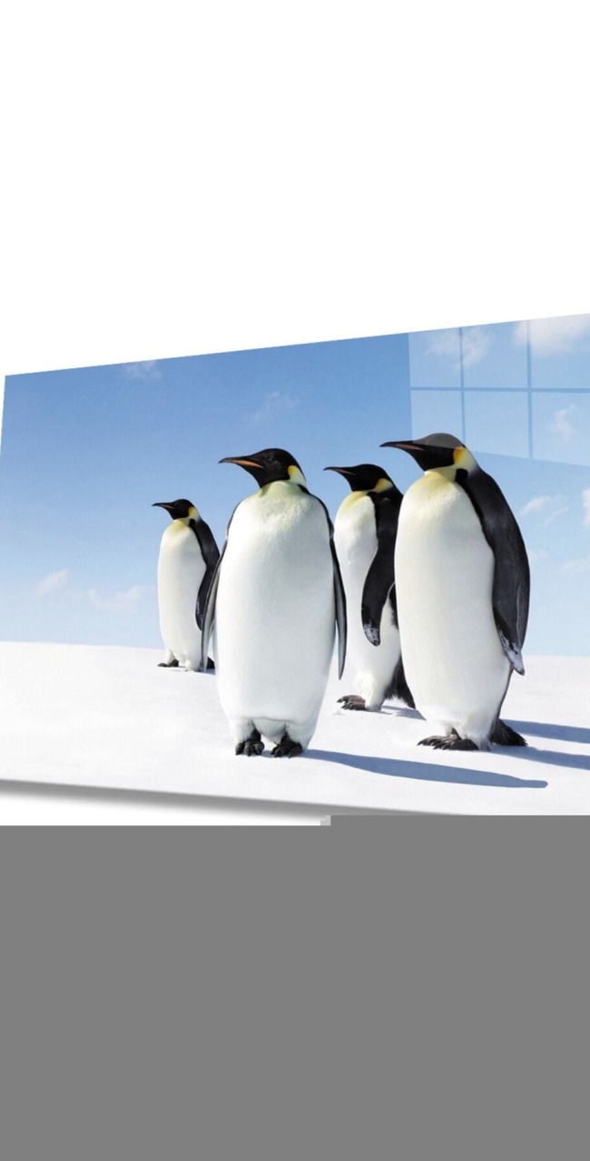 Penguen Hayvan Cam Tablo 4mm Dayanıklı Temperli Cam