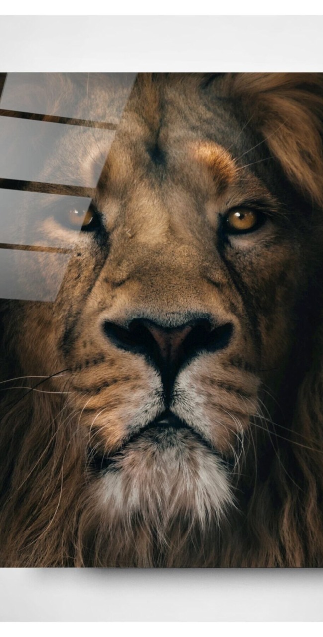 Aslan Cam Tablo